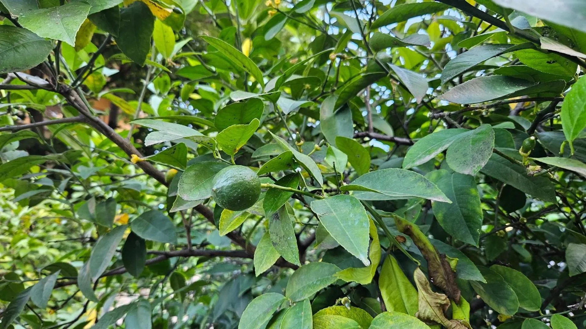 Garden Lemon Tree Villa Tirana 0*,  Albania